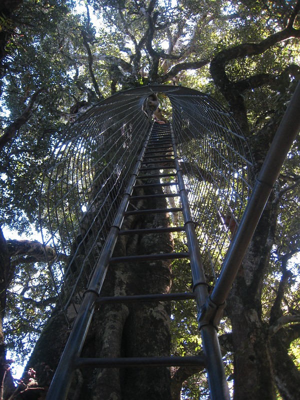 2009-11-06 22-05-06.jpg - Da geht's in die Baumkrone eines Urwaldriesen, es dürfen immer nur zwei Leute nach ganz oben...